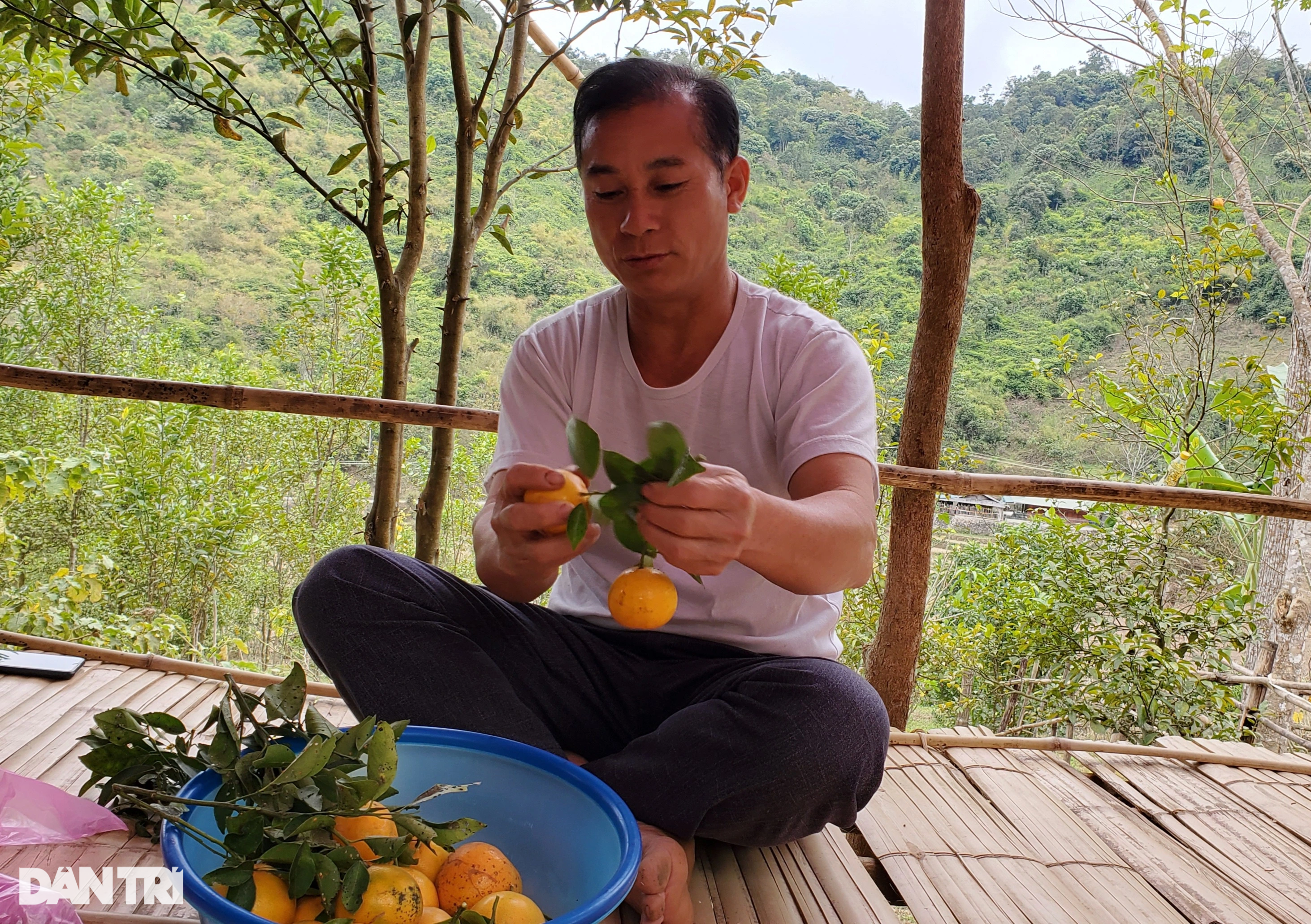 Người đàn ông sang Lào học trồng cây làm giàu, kết quả như mơ - 3