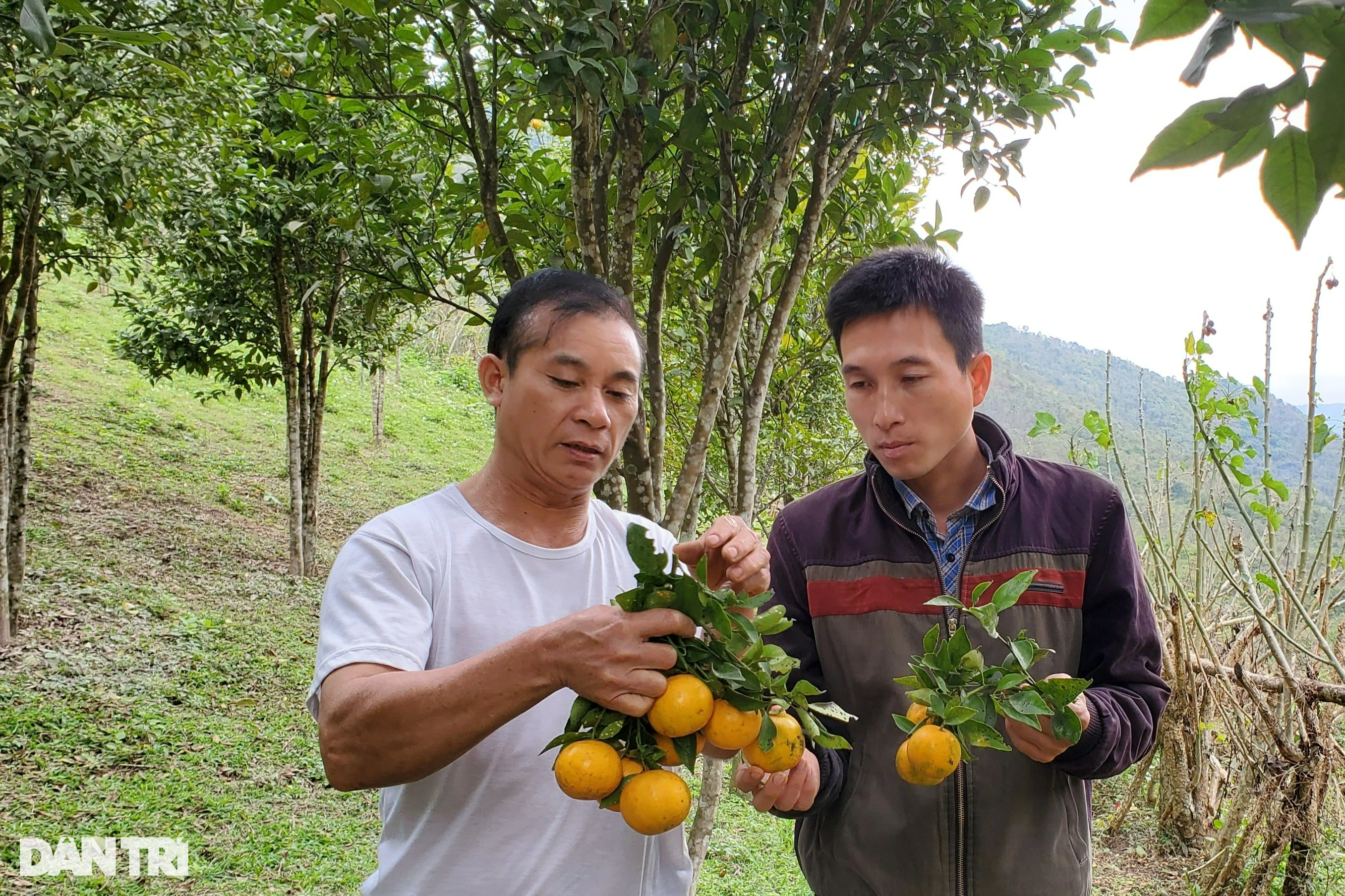 Người đàn ông sang Lào học trồng cây làm giàu, kết quả như mơ - 5