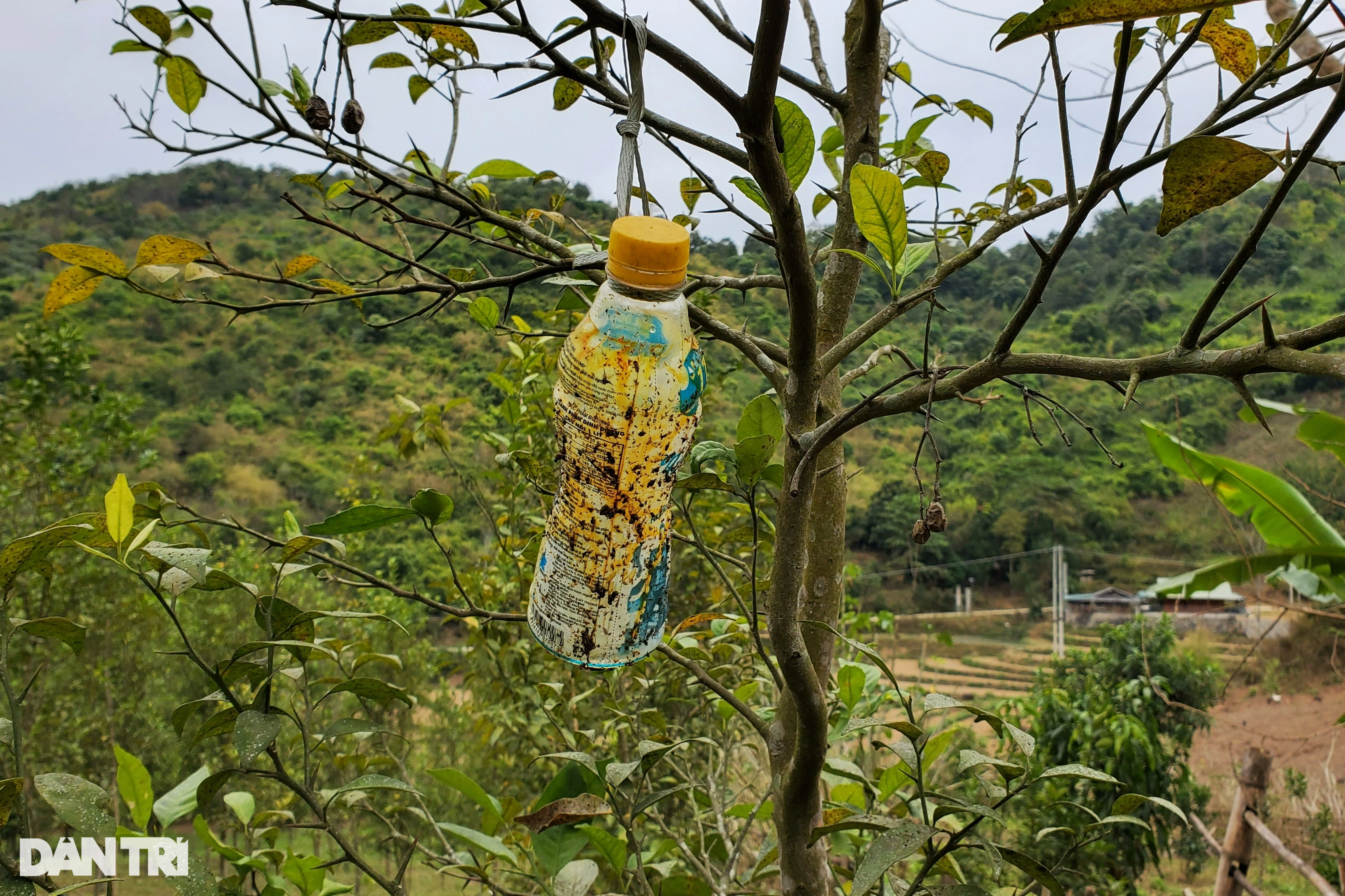 Người đàn ông sang Lào học trồng cây làm giàu, kết quả như mơ - 6