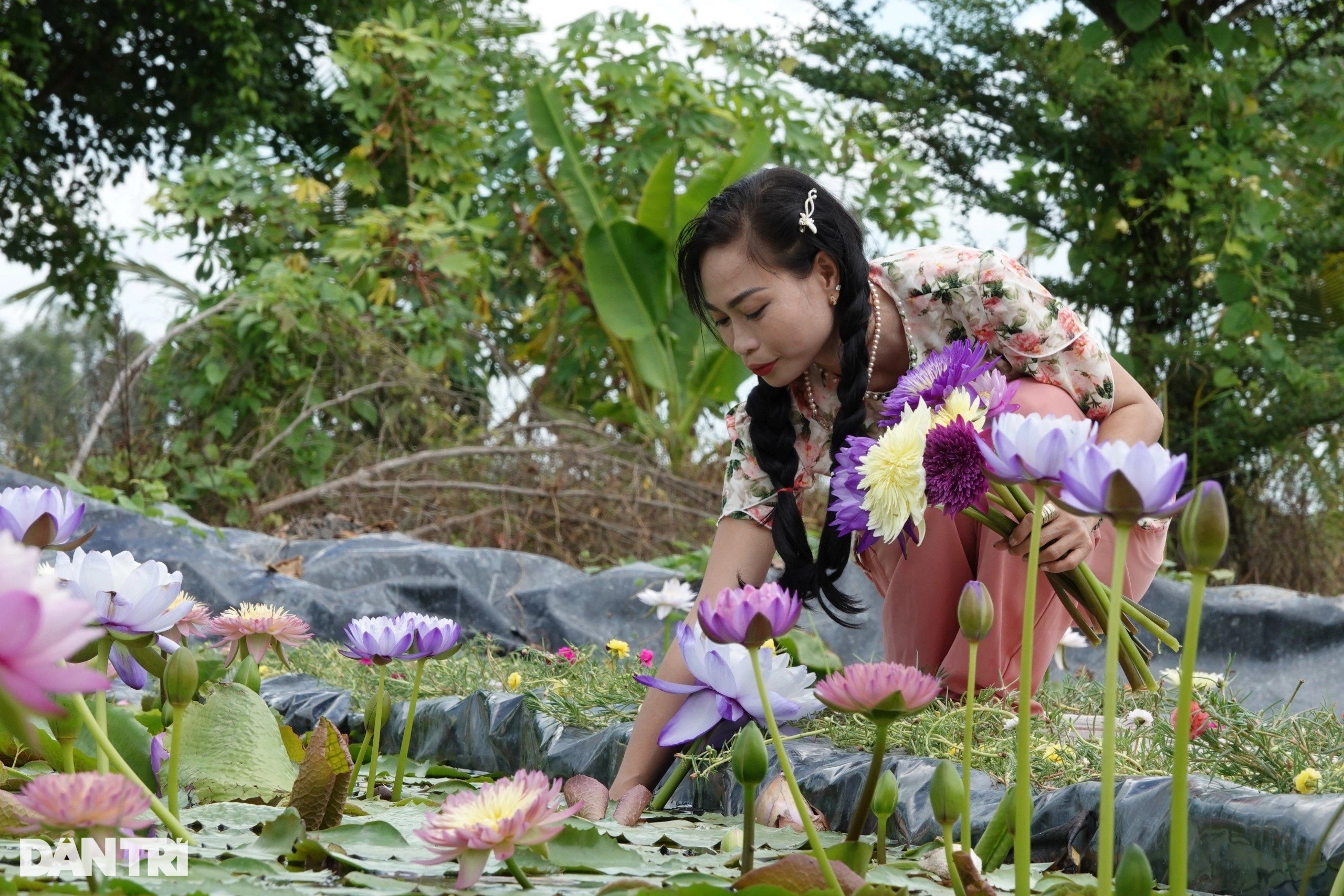 Trồng súng với sầu riêng lấy ngắn nuôi dài, 9X lãi 60 triệu đồng/tháng - 1