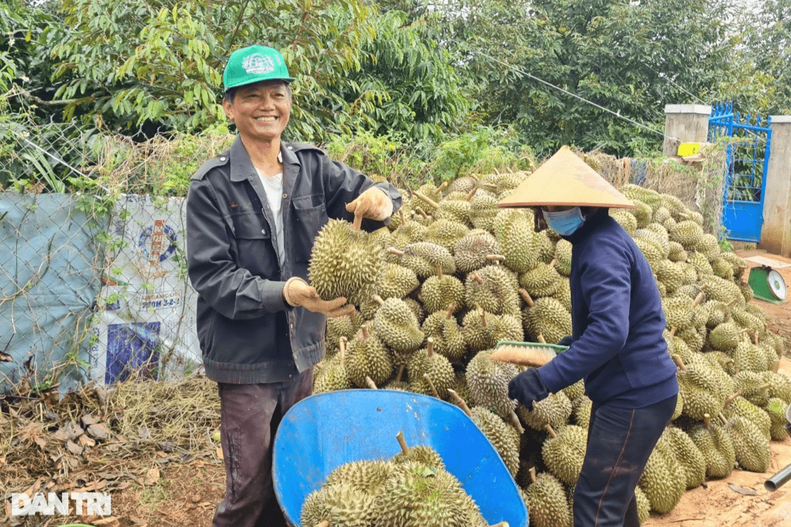 Giàu nhờ cây tỷ đô, nông dân một huyện sắm hơn 1.000 ô tô - 3